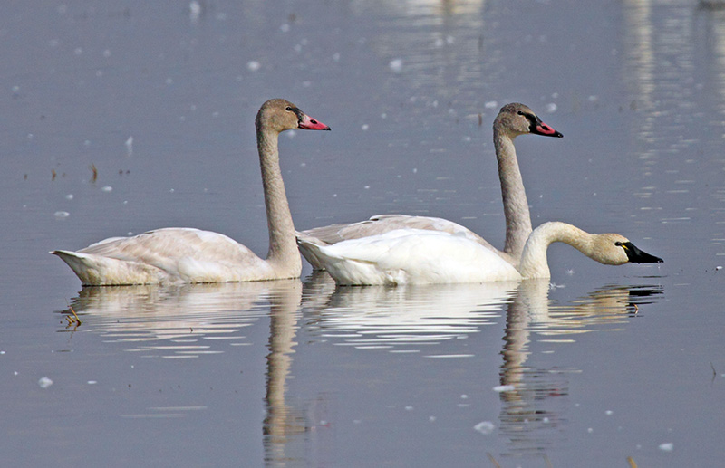 Three swans in water